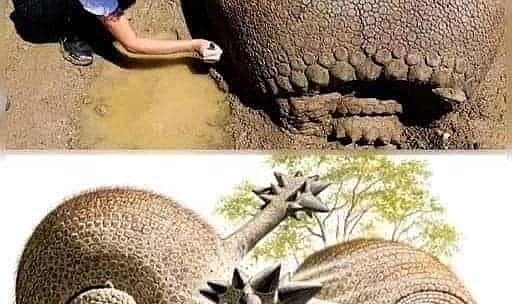 Glyptodon zırhlı kabuğu