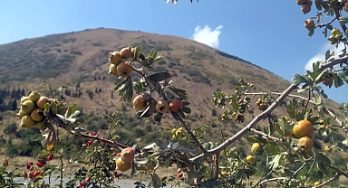 Ali Dağı Sonbaharda Renk Cümbüşü Yaşıyor