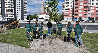 Kocasinan Belediyesi’nden Geleceğe Yatırım: Bekir Yıldız Bulvarı'na Yüzlerce Çınar Ağacı Dikildi