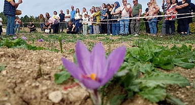 Safran çiçek açtı; kilosu 320 bin lira