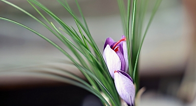 Talas Belediyesi’nin Topraksız Tarım Uygulamasıyla Safran Çiçek Açtı