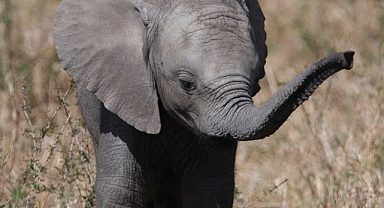 WWF: Son 50 Yılda Yaban Hayatı Popülasyonu Yüzde 73 Azaldı