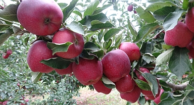 Yeşilhisar Elması 30'dan Fazla Ülkeye İhraç Ediliyor