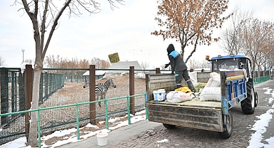Kayseri Büyükşehir Belediyesi, Hayvanat Bahçesi Misafirlerine Kış Desteği Sağlıyor!
