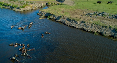 Kayseri Büyükşehir Belediyesi'nden Manda Yetiştiricilerine Büyük Destek: 100 Adet Damızlık Erkek Manda Dağıtımı Başlıyor