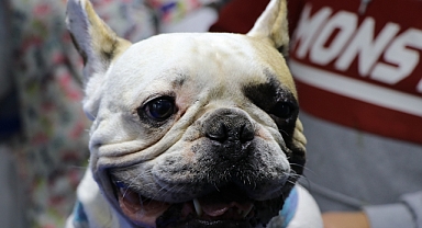 Kayseri’de Köpeği Aydınlatma Direğine Vuran Şüpheli Yakalandı