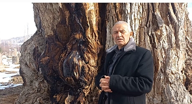 Develi'nin 700 Yıllık Kara Ağacı 