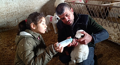 Felçli kuzuyu biberonla besliyorlar