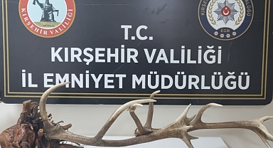 İnternetten geyik boynuzu satan şüpheliye gözaltı
