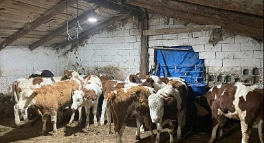 Kayseri’de 570 Bin TL’lik Büyükbaş Hayvan Dolandırıcılığı Çözüldü!