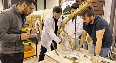 Kayseri’de 7,5 Milyon Yıllık Fosiller: Anadolu’nun En Geniş Çeşitliliği Keşfedildi