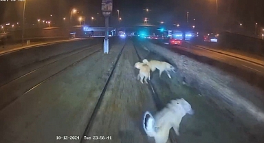 Vatmanın Kahramanlığı: Zincire Bağlı Köpeği Rayların Ölümünden Kurtardı