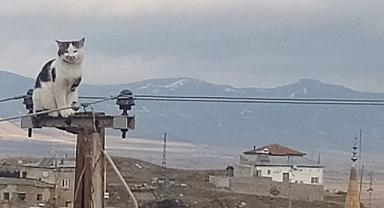 Yeşilhisar'da Yaramaz Kediye Büyükşehir İtfaiyesi Müdahale Etti: Elektrik Direğinden Kurtarıldı