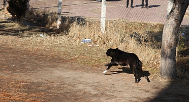 Başını Okşamak İstediği Köpek Saldırdı: 8. Sınıf Öğrencisi Zeynep Yaralandı