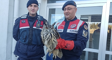 Bünyan'da Yaralı Puhu Kuşu Bulundu: Doğaya Dönüş İçin İlk Adım Atıldı