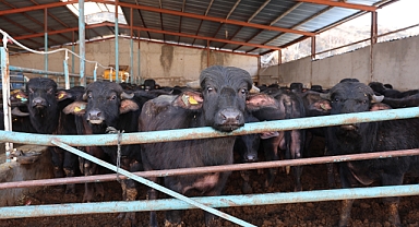 Büyükşehir’den Üreticiye Destek: Damızlık Manda Dağıtımı Gerçekleşti
