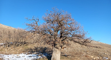 Havadan Köyü'ndeki 5-6 Asırlık Meşe Palamudu Ağacı, Geçmişi Geleceğe Bağlayan Yaşayan Tarih