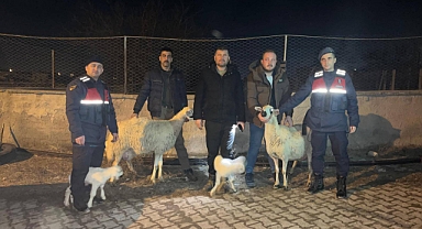 Kayseri'de Küçükbaş Hayvan Hırsızlığı Çetesi Çökertildi