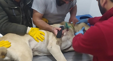Tabancayla vurulan köpek tedaviye alındı