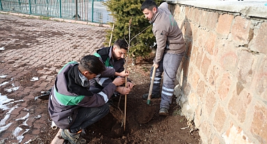 Talas Belediyesi’nden Kırsal Kamu Alanlarına 500 Kestane Fidanı