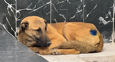 Yaralı Köpek, Büyükşehir Belediyesi’nin Yardımıyla Hayata Döndü