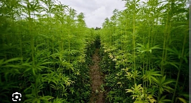 Develi'de Kenevir Ekimi ile Tarımsal Üretimde Yeni Dönem Başlıyor