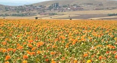 Domuzlarla Mücadelede Aspir Ekimi ile Kabak Tarlasına Koruma