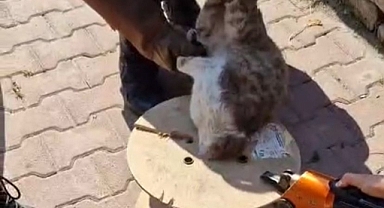 Kayseri İtfaiyesi, Ahşap Makaraya Sıkışan Yaramaz Kediye Yardım Eli Uzattı