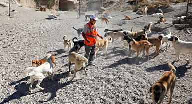 TÜRKİYE’YE ÖRNEK PATİ EVİ TALAS’TA