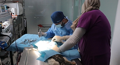 Sol gözü ampute edilen kedi, sahiplenilmeyi bekliyor