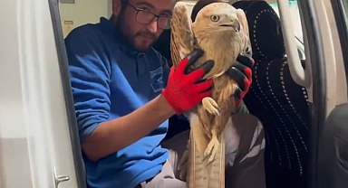 Yaralı halde bulunan kızıl şahin, tedaviye alındı