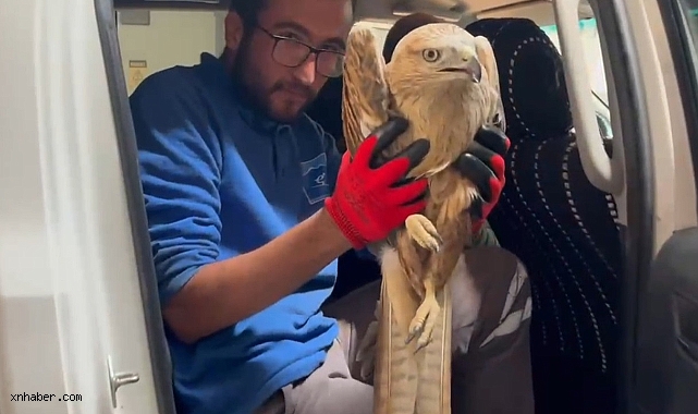 Yaralı halde bulunan kızıl şahin, tedaviye alındı