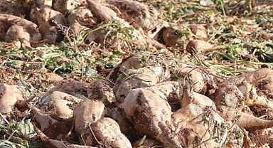 Üreticilere Büyük Haber: Şeker Pancarı Alım Fiyatı Açıklandı! Tonu 2.975 TL