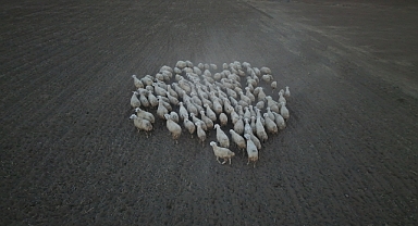 Kayseri’de Meralar Canlanıyor: ‘Koyunlar Artıyor, Meralar Şenleniyor’ Projesiyle Kırsal Kalkınma Hız Kazandı
