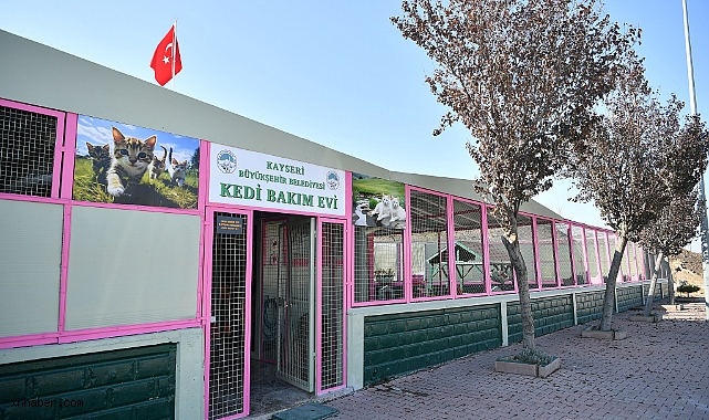 Kayseri’de Minik Patilere Büyük Destek: Kedi Bakım Evi Gönülleri Isıtıyor