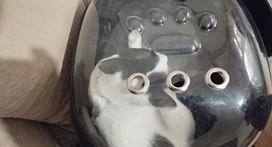 Kayseri İtfaiyesi, Havalandırma Boşluğuna Düşen Tofu'yu Kurtardı