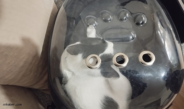 Kayseri İtfaiyesi, Havalandırma Boşluğuna Düşen Tofu'yu Kurtardı