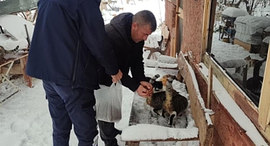 Bünyan Belediyesi’nden Soğuk Günlerde Sokak Hayvanlarına Mama Desteği