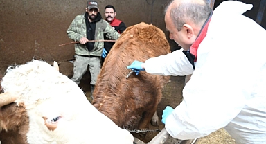 Kayseri’de İlkbahar Dönemi Şap Aşılama Kampanyası Başladı