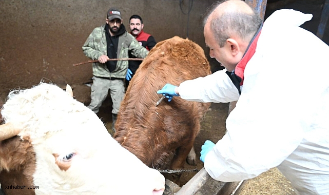 Kayseri’de İlkbahar Dönemi Şap Aşılama Kampanyası Başladı