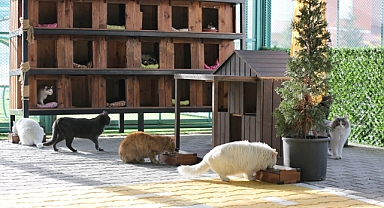 Kayseri’de Küçük Dostlar Kedi Kasabası 65 Bin Ziyaretçiyle Rekor Kırdı