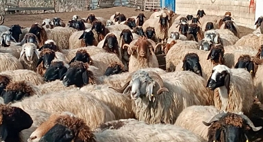 Kayseri’de Küçükbaş Hayvan Sayısı 1 Milyon 150 Bini Aştı: Türkiye Sıralamasında 3 Basamak Yükseldi