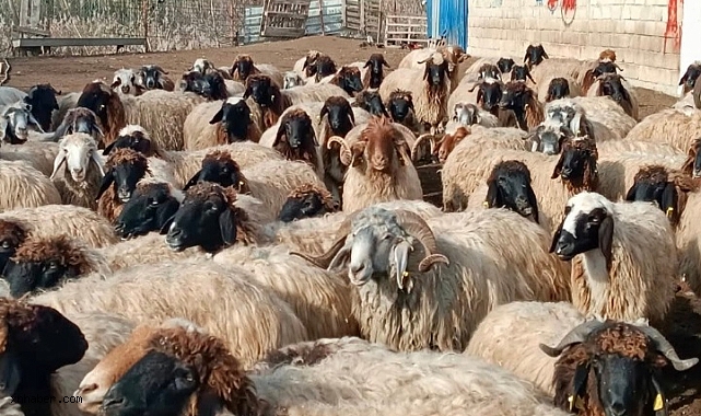 Kayseri’de Küçükbaş Hayvan Sayısı 1 Milyon 150 Bini Aştı: Türkiye Sıralamasında 3 Basamak Yükseldi