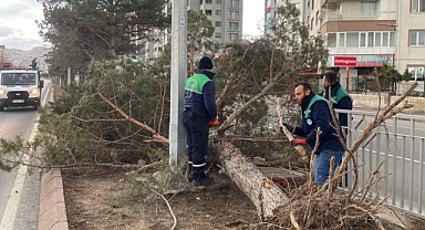 Kayseri’de Sert Rüzgâra Karşı Büyükşehir Ekipleri Teyakkuzda: Riskli Ağaçlar Anında Müdahale Ediliyor