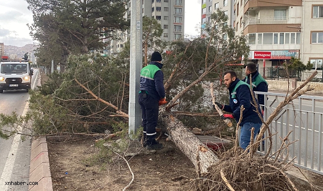 Kayseri’de Sert Rüzgâra Karşı Büyükşehir Ekipleri Teyakkuzda: Riskli Ağaçlar Anında Müdahale Ediliyor