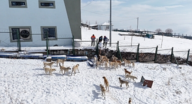 Kayseri’de Soğuk Havalara Merhamet Eli: Sokak Hayvanları İçin Yoğun Mama ve Yemleme Çalışması