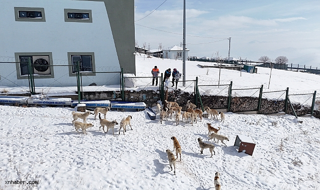 Kayseri’de Soğuk Havalara Merhamet Eli: Sokak Hayvanları İçin Yoğun Mama ve Yemleme Çalışması