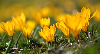 Kayseri Yahyalı’da Sarı Çiğdemler Açtı: Tahrana Yaylası’nda Baharın İlk İşareti