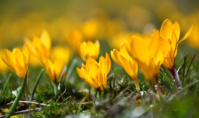 Kayseri Yahyalı’da Sarı Çiğdemler Açtı: Tahrana Yaylası’nda Baharın İlk İşareti