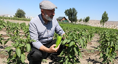 Kocasinan Belediyesi’nden Çiftçiye Kapya Biber Tohumu Desteği: Başvurular 20 Şubat’ta Sona Eriyor
